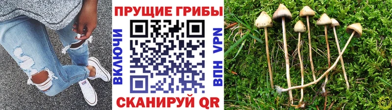 Псилоцибиновые грибы GOLDEN TEACHER  Старица 